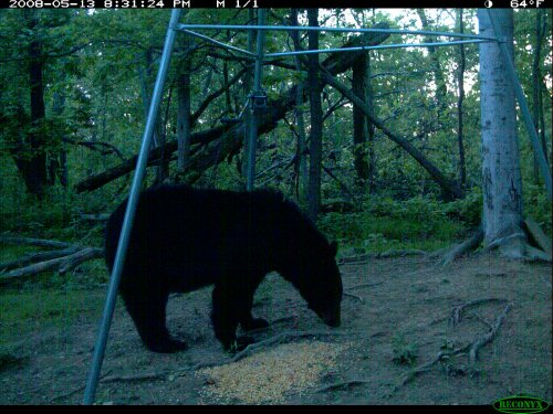 Black bear