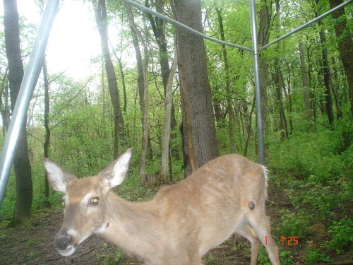 Whitetail deer picture