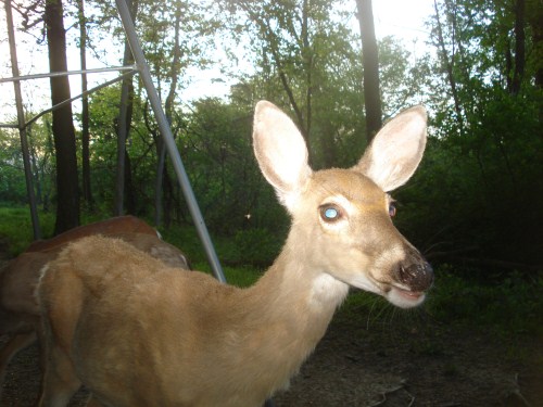 Whitetail doe close up