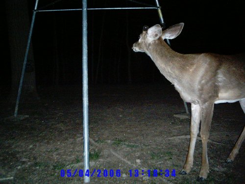 Whitetail deer antlers starting to grow