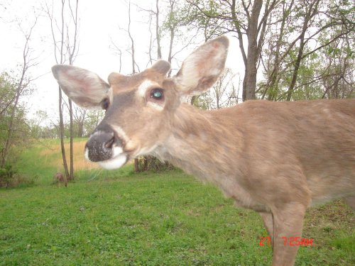 Buck close-up