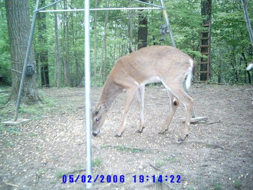 Whitetail buck growing antlers