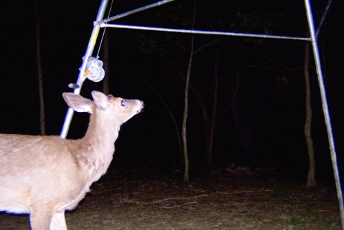 Whitetail Buck