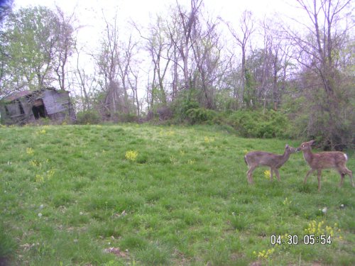 Whitetail Deer Communication