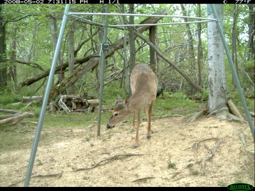 Feeder Buck