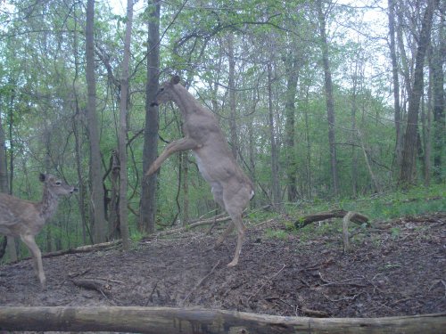 Fighting whitetail deer