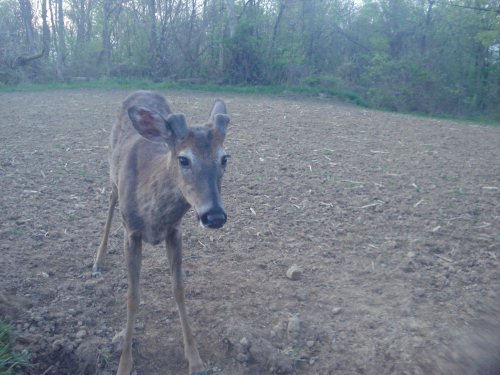 Mineral lick buck