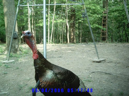 Turkey gobbler close up