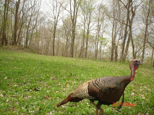 Turkey Gobbler