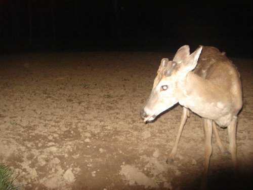 Whitetail Buck