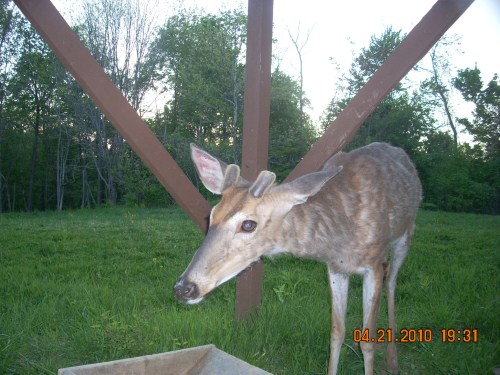 Buck at food trough