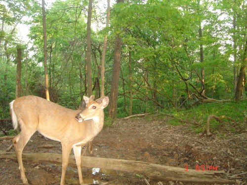 Buck at mineral lick