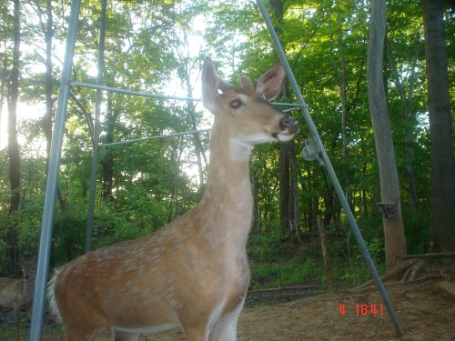 Whitetail buck at sunset