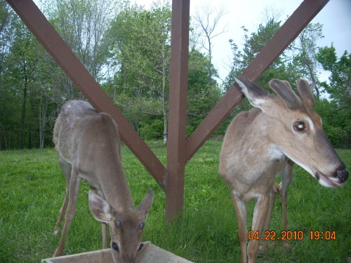 Two whitetail bucks