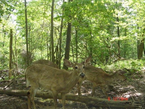 Whitetail deer