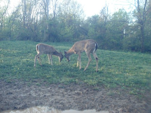 Sparring Deer