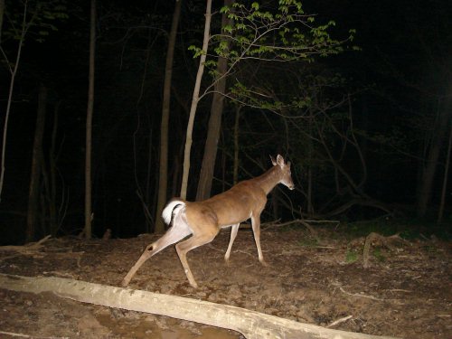 Buck stuck in mud