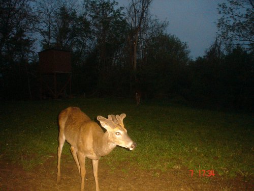 Velvet Buck