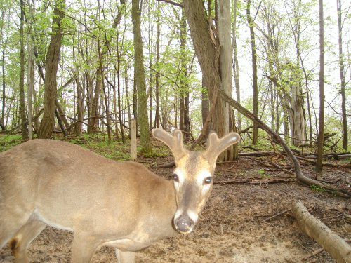 Velvet four point buck