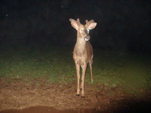 Wide velvet buck