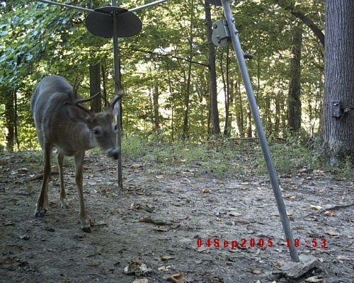 Moultrie deer photograph
