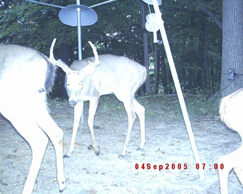 Moultrie digital deer picture