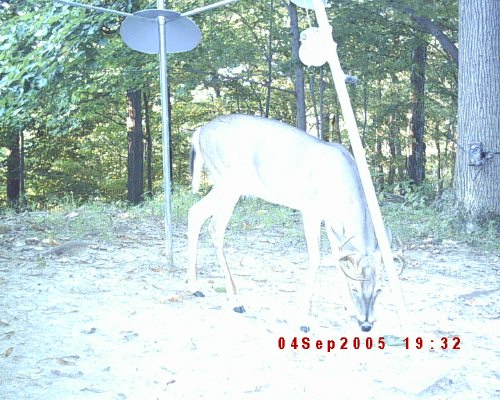 Moultrie whitetail photo