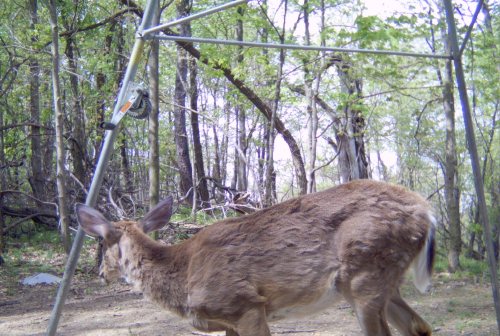 Daytime Moultrie 200 trail camera picture