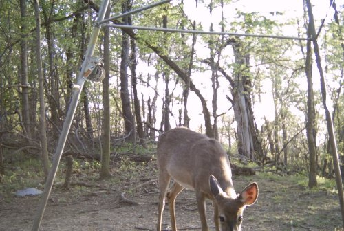Evening Moultrie trail cam picture