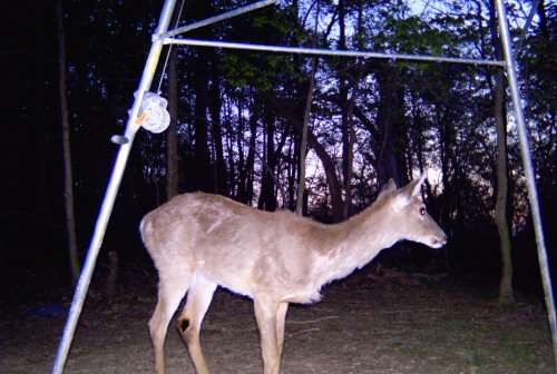 Moultrie trail cam picture at night