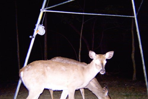 Moultrie 200 trail camera picture
