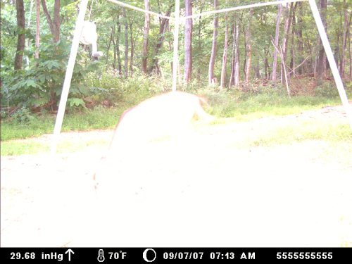 Moultrie 60M morning picture
