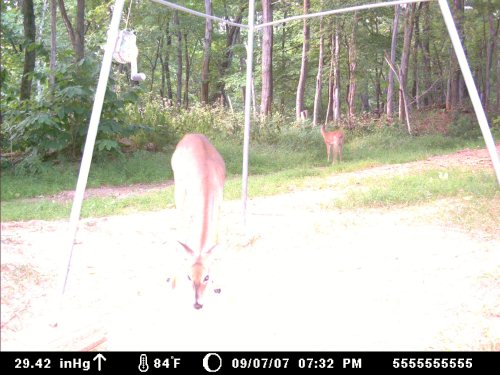 Moultrie 60M picture
