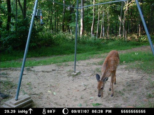 Moultrie 60M Daytime picture