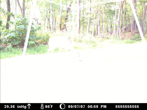 Moultrie 60M picture at dusk