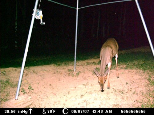 Moultrie 60M picture at midnight
