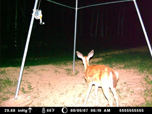 Moultrie 60M picture at night