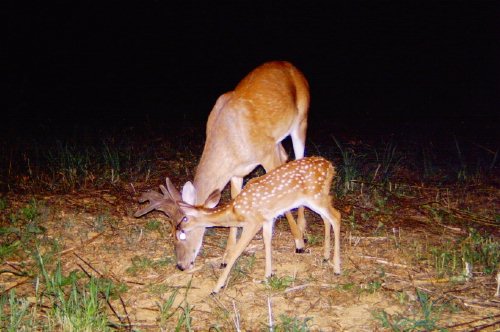 Fawn and buck