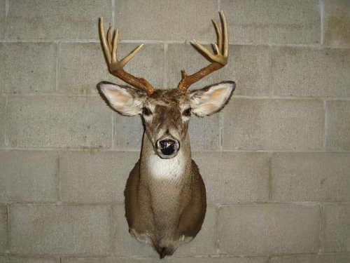 Nine point deer mount