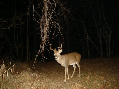 Nine point buck