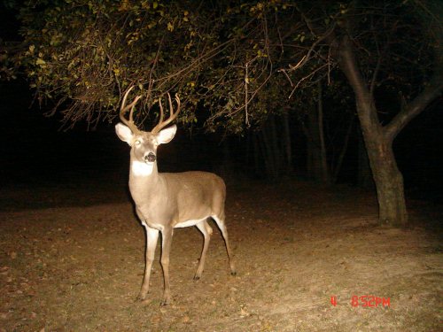 Seven point buck