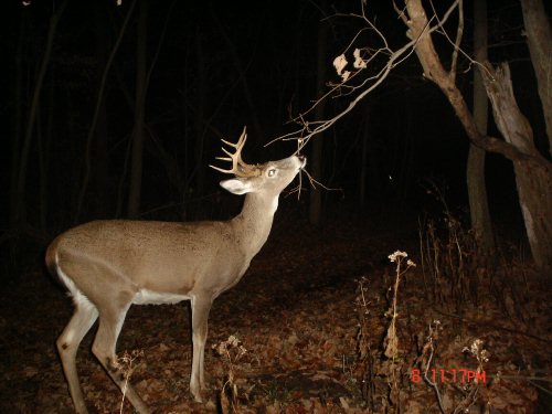 Small eight point buck