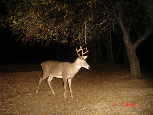 Tall racked eight point buck