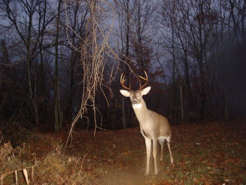 Tall racked ten point buck