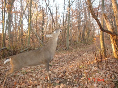 Split brow tine buck