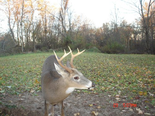 8 point buck