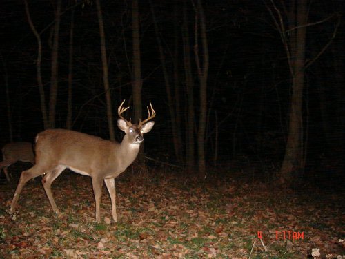 Big nine point buck