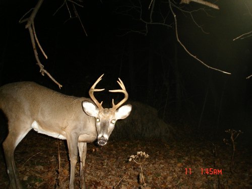 Close rack eight point buck