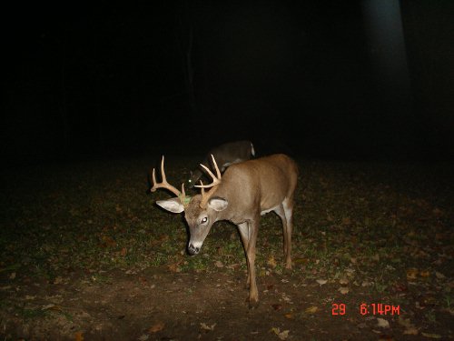 Eight point buck