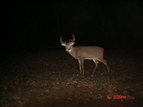 Nine Point Buck